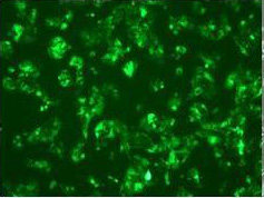 GFP/LUC标记细胞株