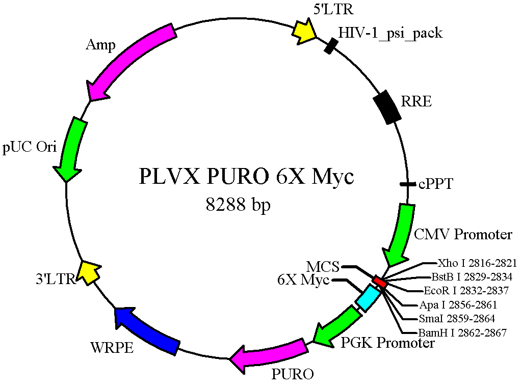 植物过表达转基因载体pCAMBIA1300-Ubi-N