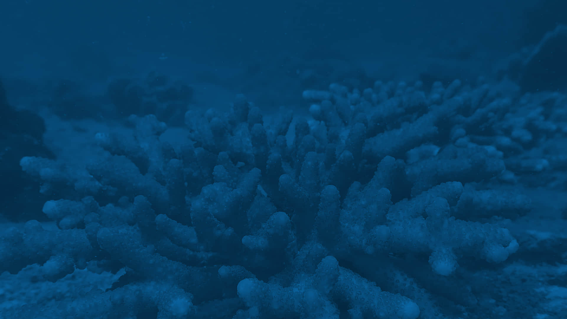 New Study Shows 95% Coral Survival Rate on Archireef Tiles