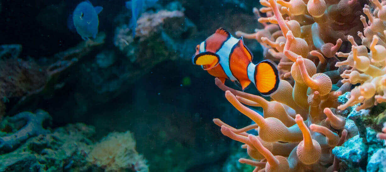 Sino Group Partners with Archireef for Hong Kong's Largest Corporate Reef Restoration