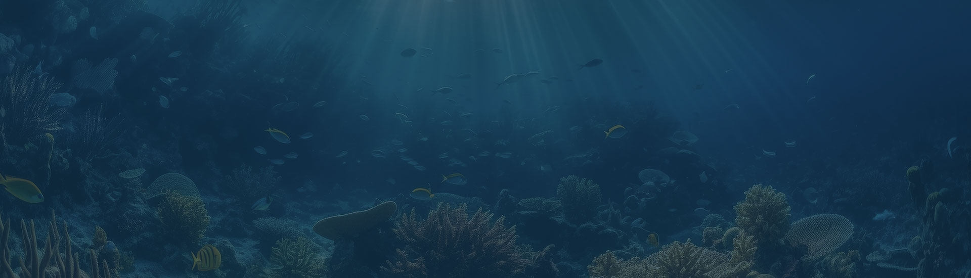 Breaking: 50% of Coral Reefs Lost Since 1950 - Archireef Urges Immediate Action