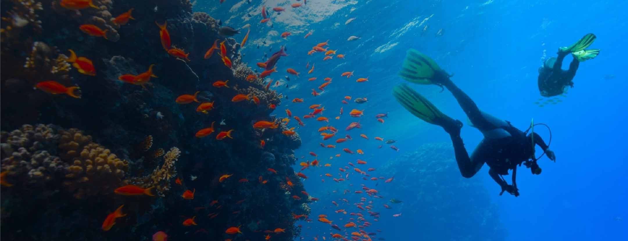 Breakthrough: Archireef Tiles Show Promise for Deep-Water Coral Restoration