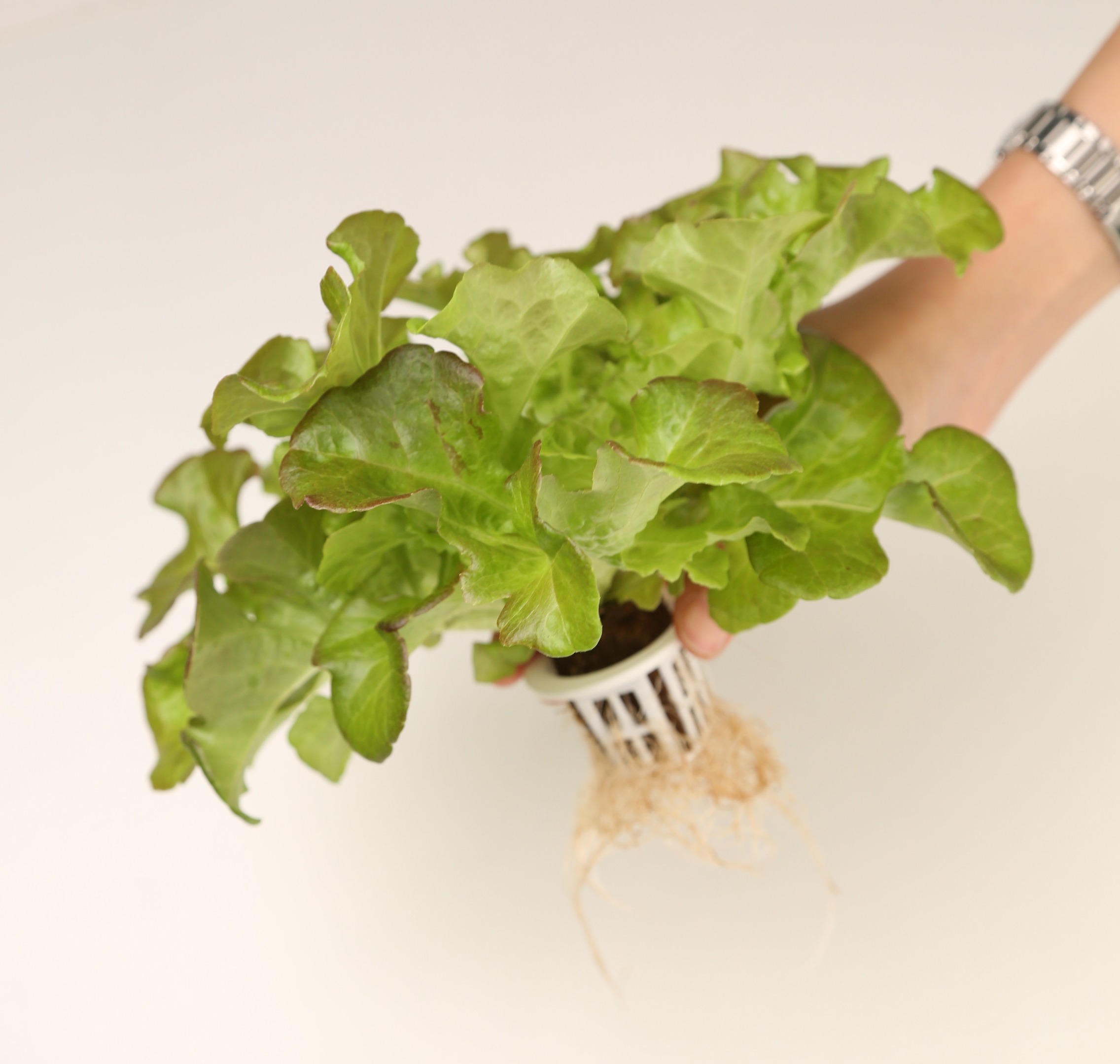 What is Hydroponics?