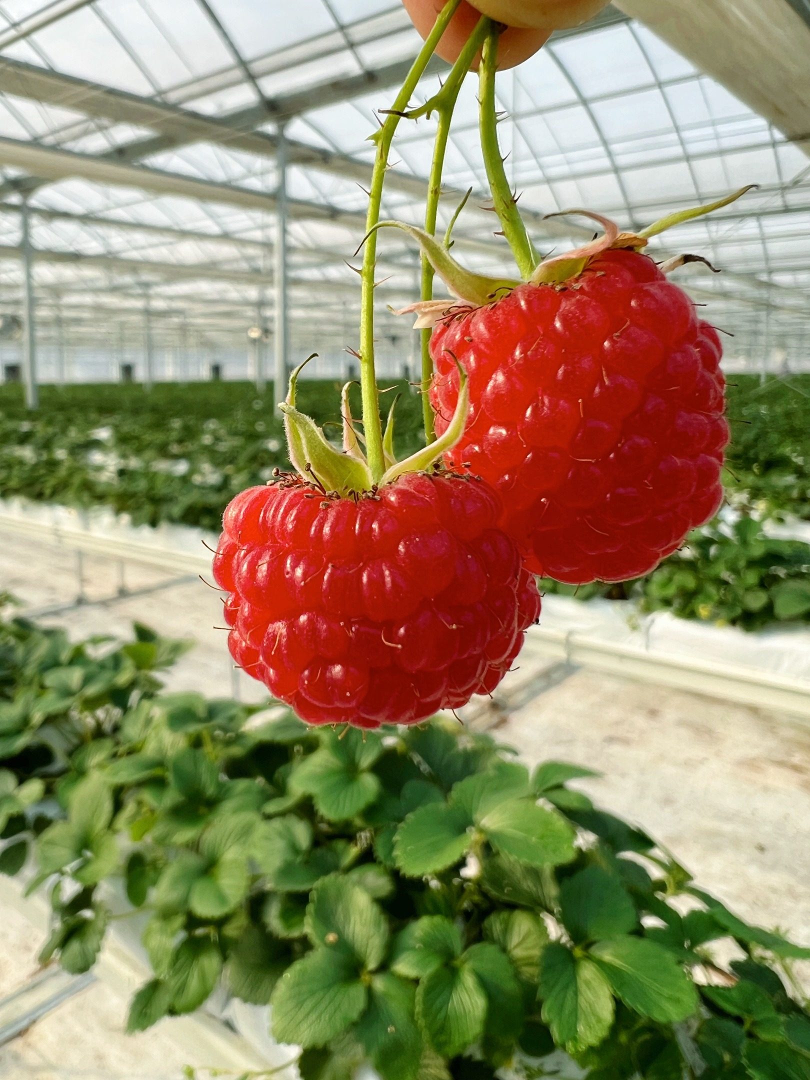 Harvest Voice | Harvest-Code Technology's project，“Organic Berries Intelligent Planting System R&D and Scenario Construction” , has been selected for the 2023 Jiangsu Provincial Science and Technology Major Program