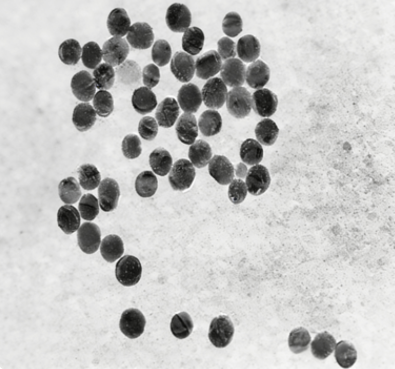 氨基修饰上转换纳米颗粒