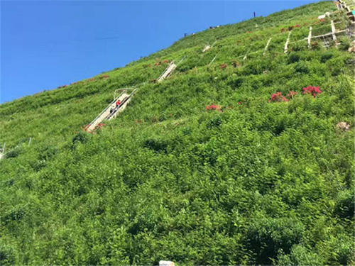 边坡植草有哪几种方式