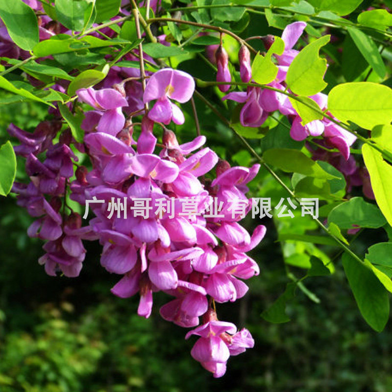 紫穗槐