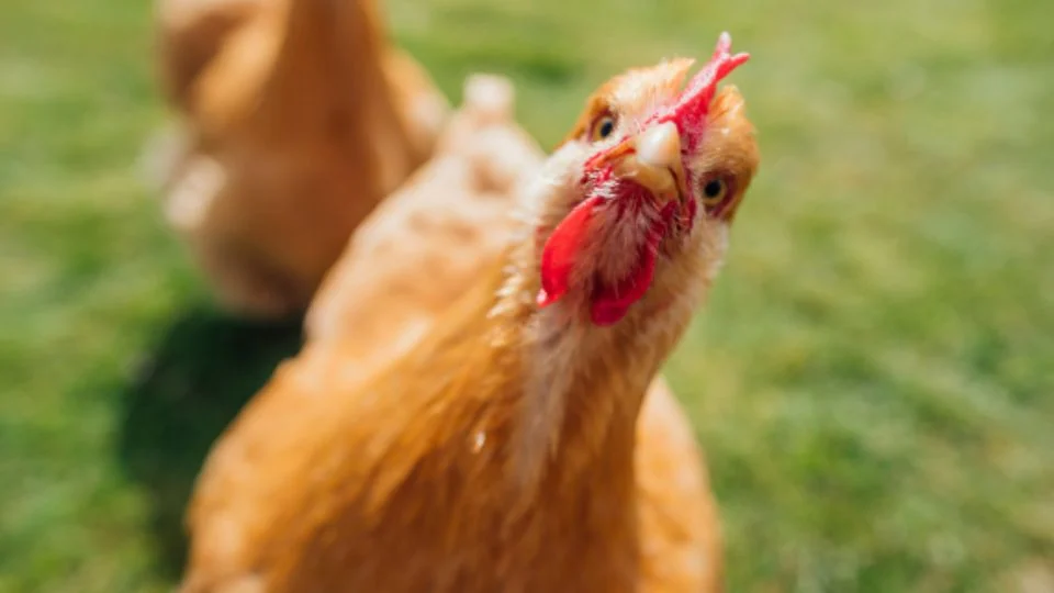 Why did it become fashionable in the United States to rent chickens?