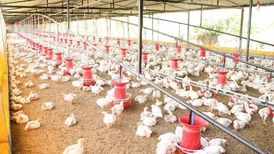 Mexico suspends poultry imports from Brazil due to the presence of avian influenza