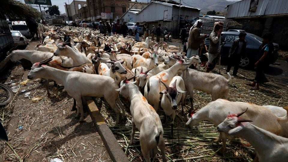Mexico seeks to bring forward the reopening of the border for cattle exports: Sheinbaum