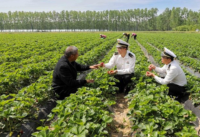 Lianyungang Customs Assists in Expanding Export of Special Strawberries