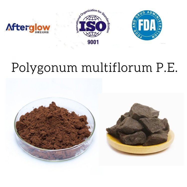 Polygonum multiflorum Extract/ He Shou Wu Extract / Fo Ti Extract