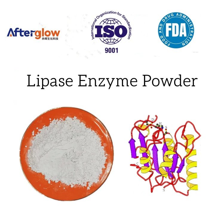 Lipase Enzyme