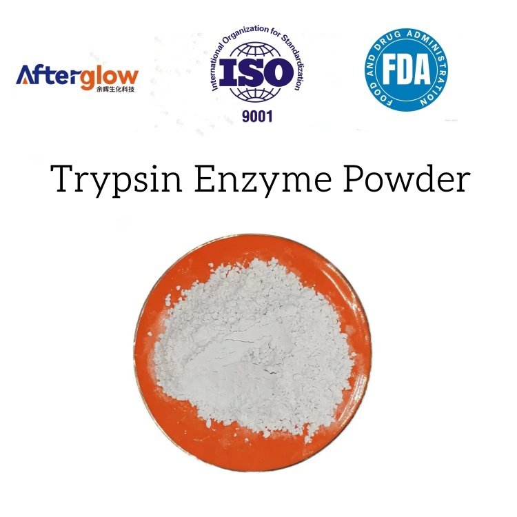 Trypsin Enzyme