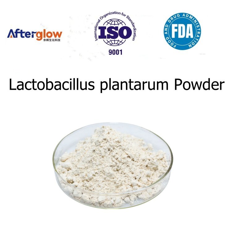 Lactobacillus Plantarum