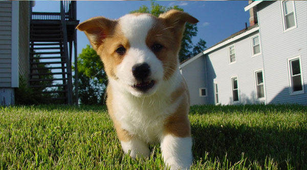 Influencing Factors and Evaluation Methods of Cat Palatability