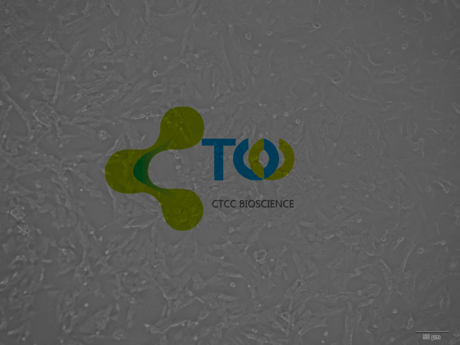 子宫平滑肌细胞