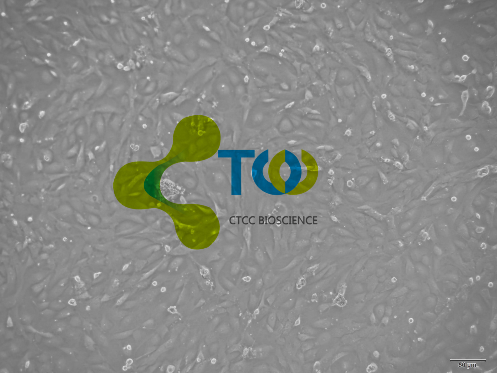 肺大动脉内皮细胞