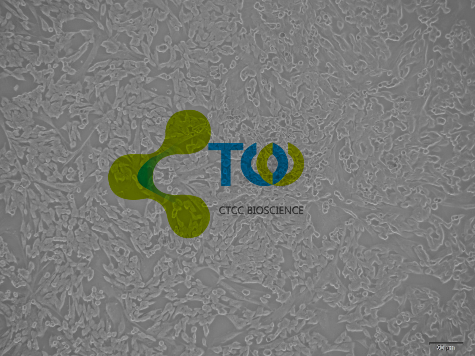 骨髓间充质干细胞