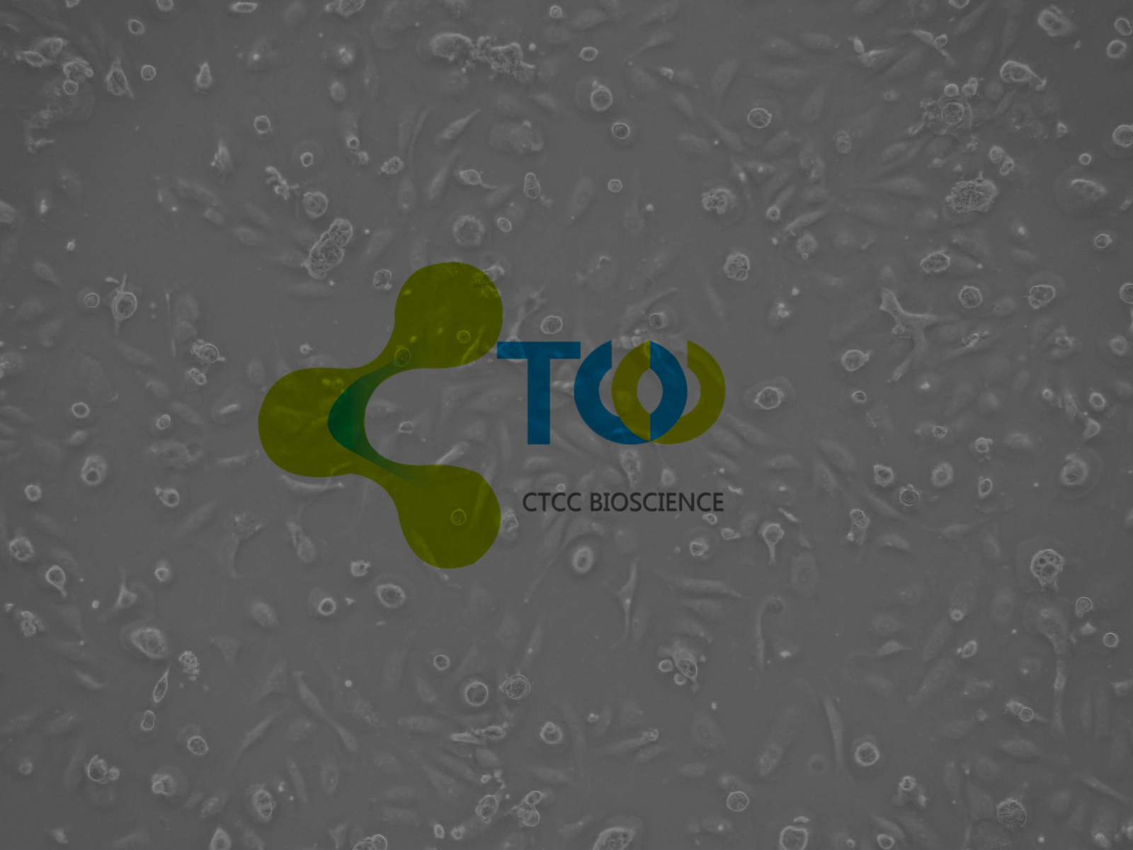 外周血单个核细胞