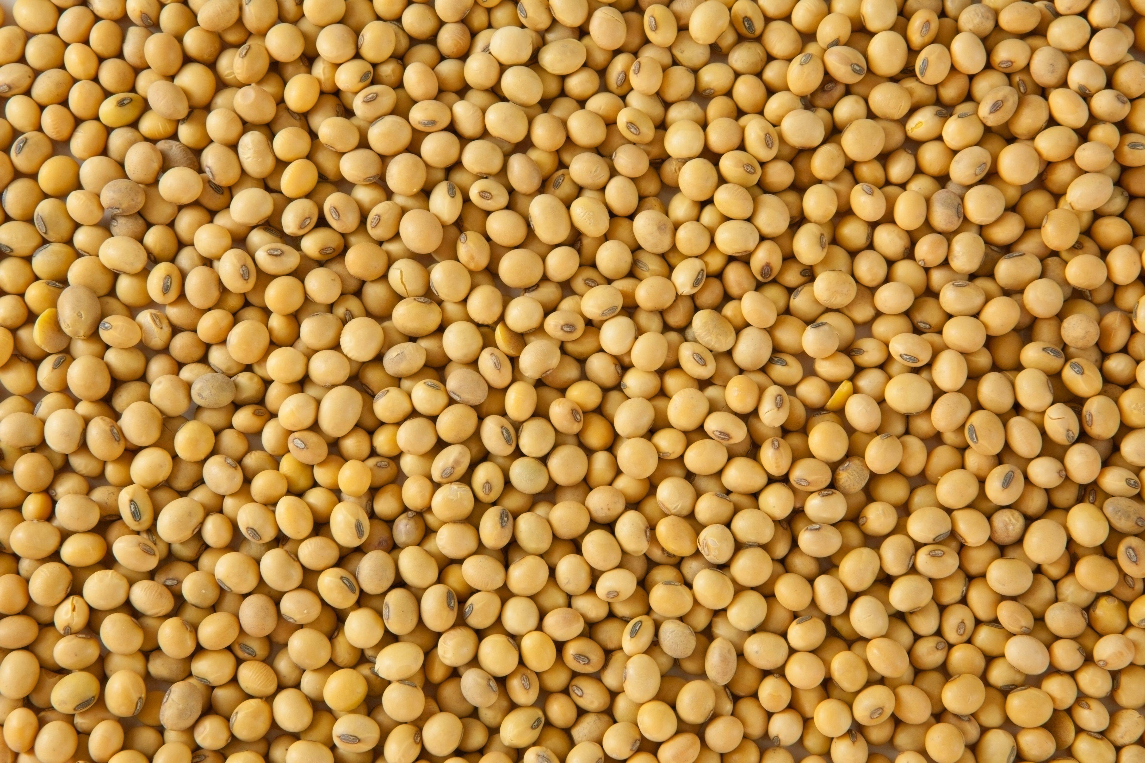 SOYBEAN