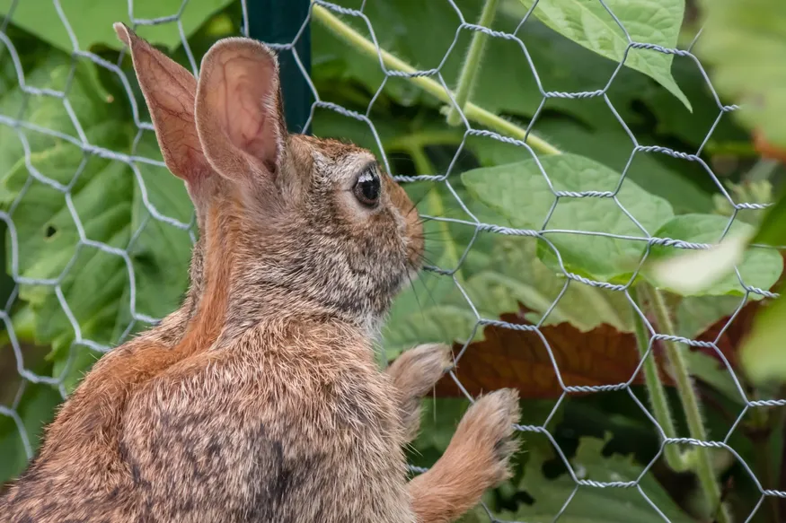 Hexagonal Wire Mesh