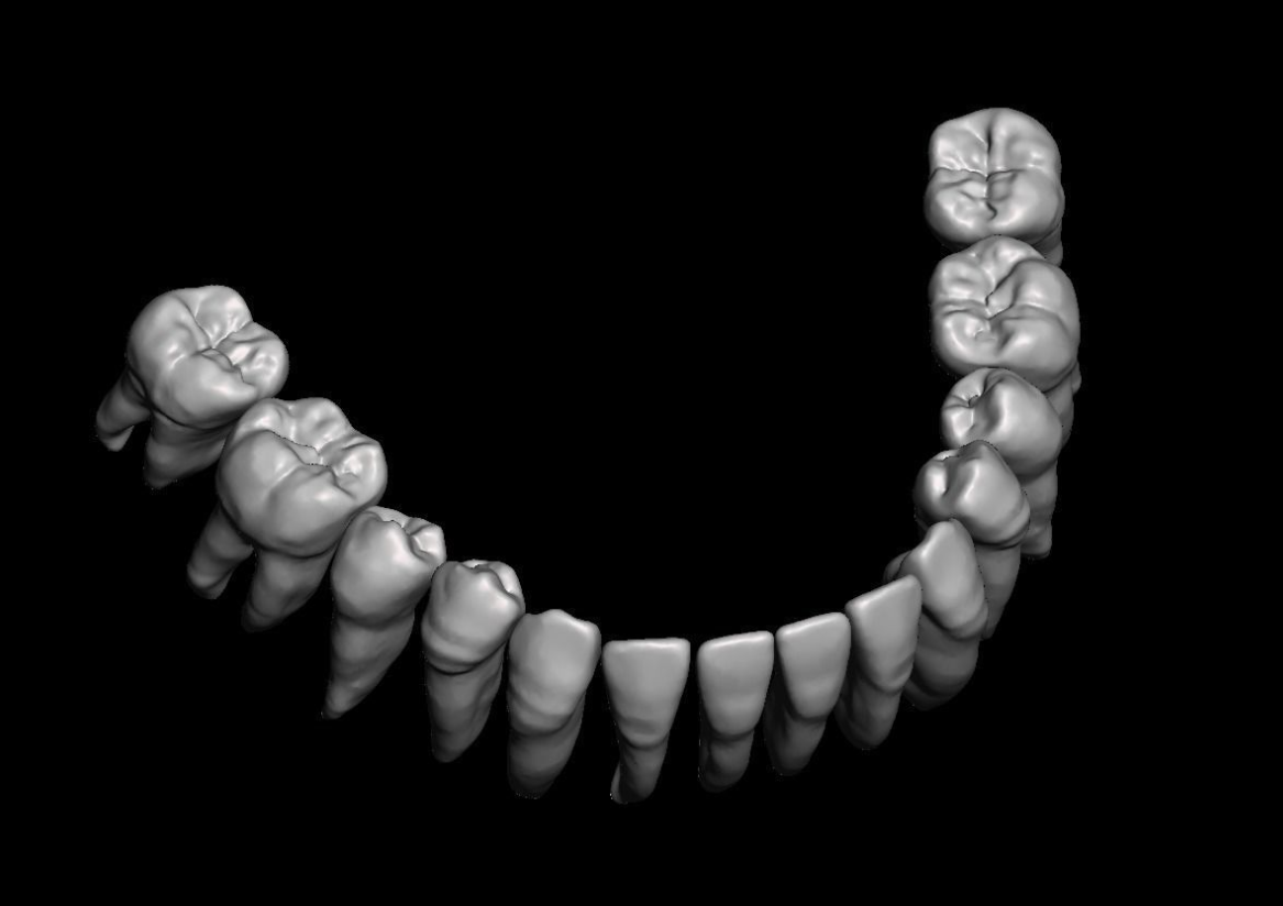 具有天然牙根和根管 3D 打印模型的牙齿解剖模型