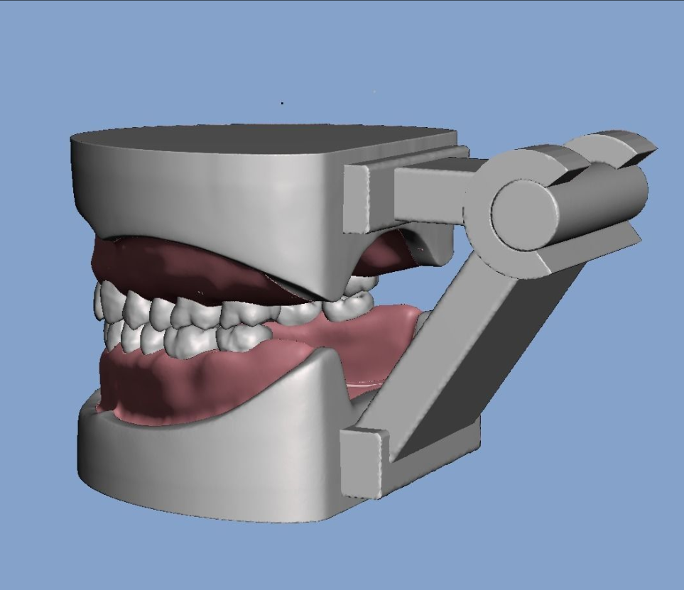 具有天然牙根和根管 3D 打印模型的牙齿解剖模型