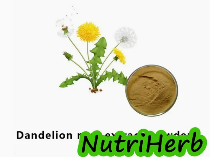 Dandelion Root Extract Organic Taraxacum Officinale Extract