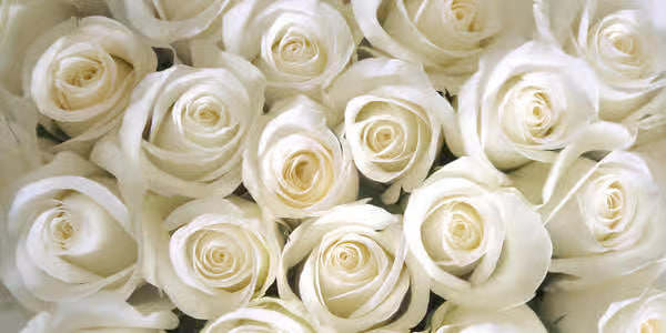 100 White Roses