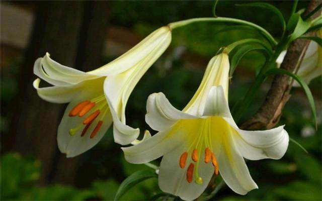 百合花种植 花卉种子批发 花海设计 花卉育苗种植指导 哥利园林生态