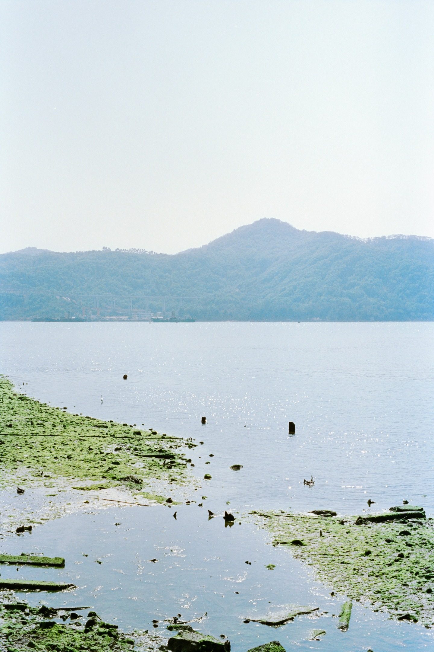 Indonesian Mangrove Project
