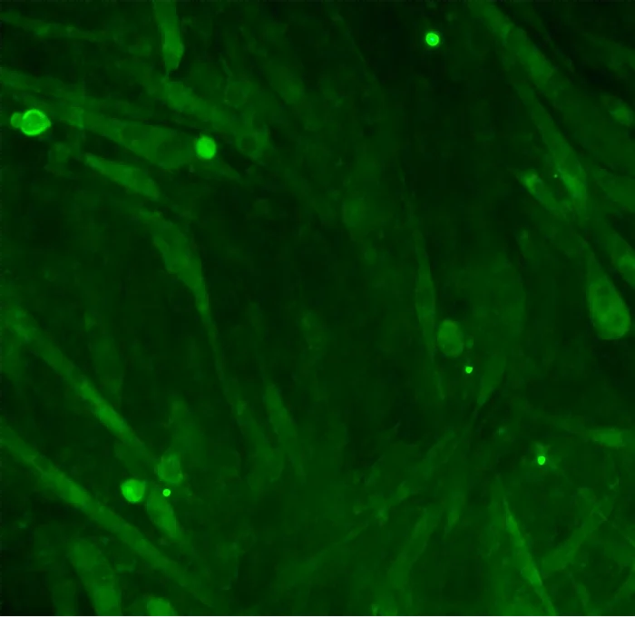 成肌细胞肌管诱导