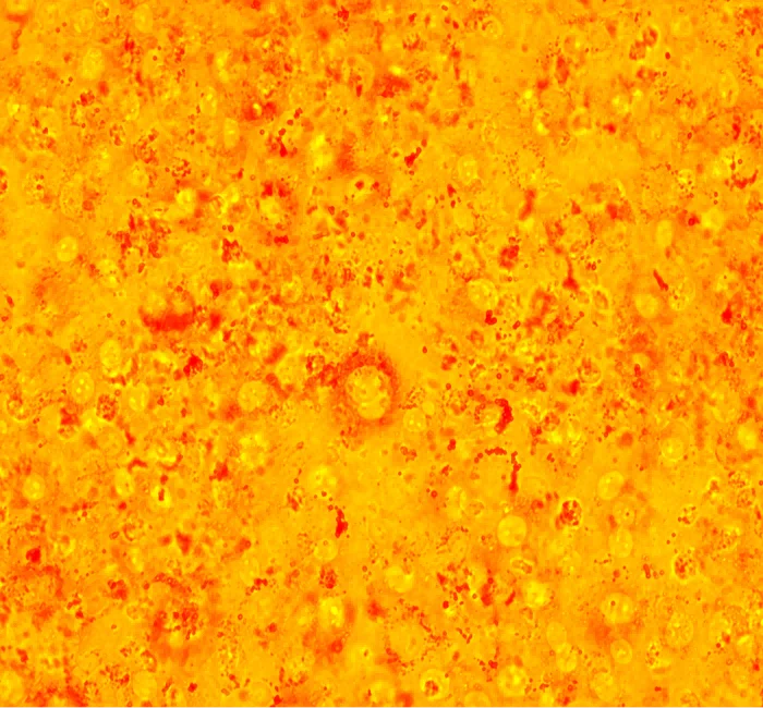 脂肪细胞诱导及油红O染色