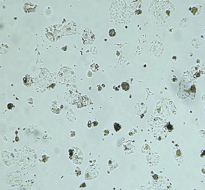 原代肾小管上皮细胞