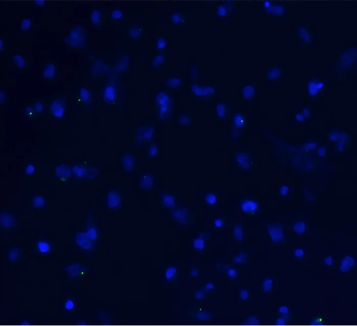 DIO标记外泌体入细胞