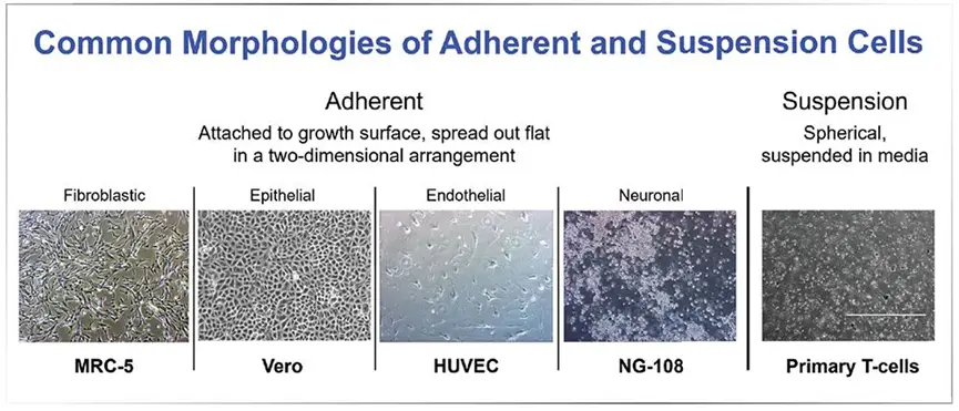 Advancements in Cell Culture: Adherent vs. Suspension Platforms