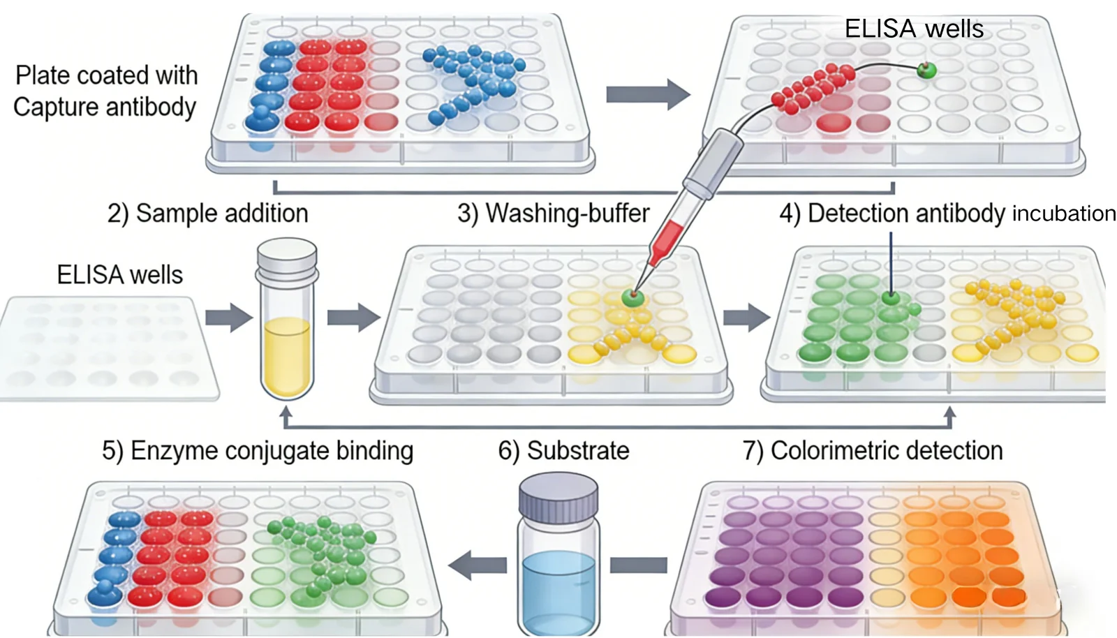 ELISA Antibody: The Cornerstone of Precise Immunoassays
