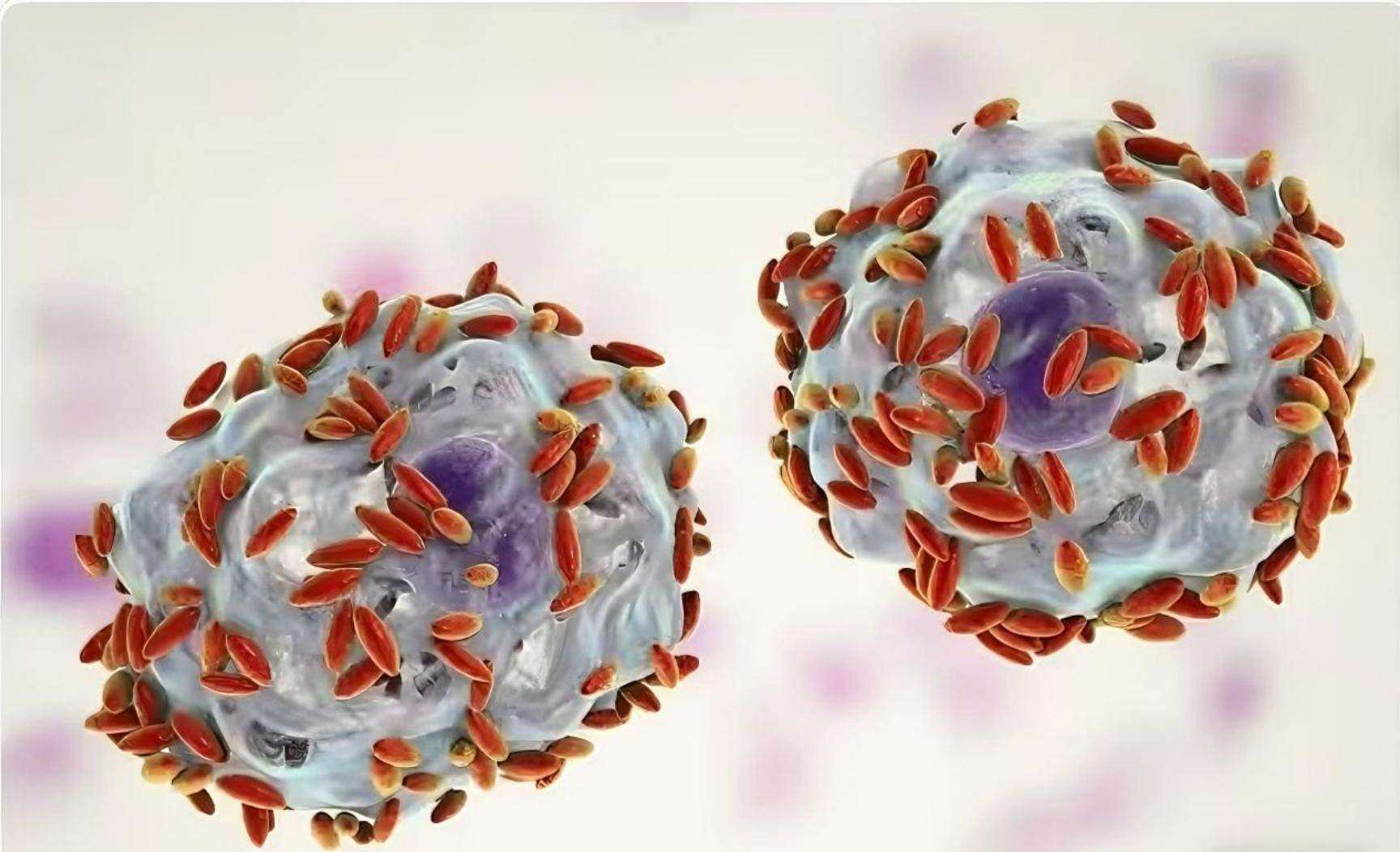 Vaginal microecology and HPV (human  papillomavirus) infection