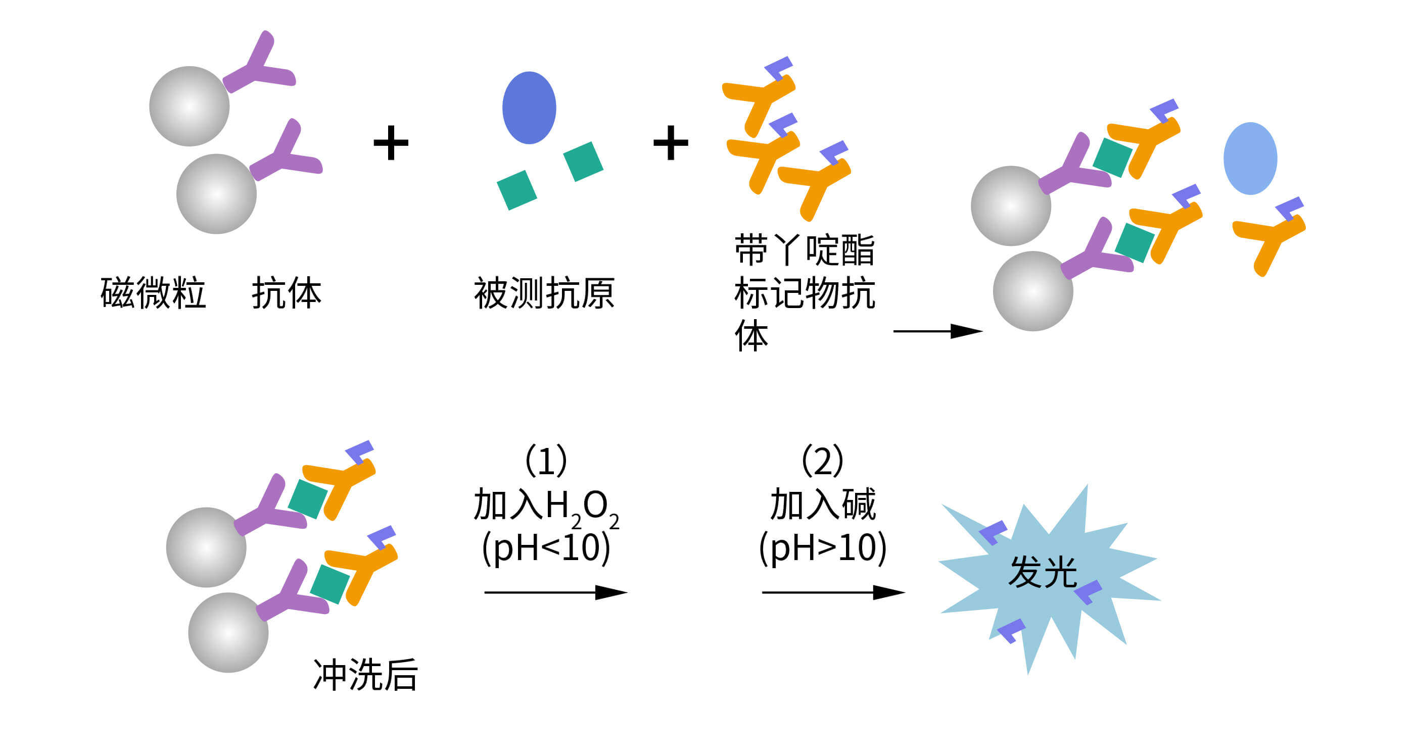 深圳赛柏生物有限公司