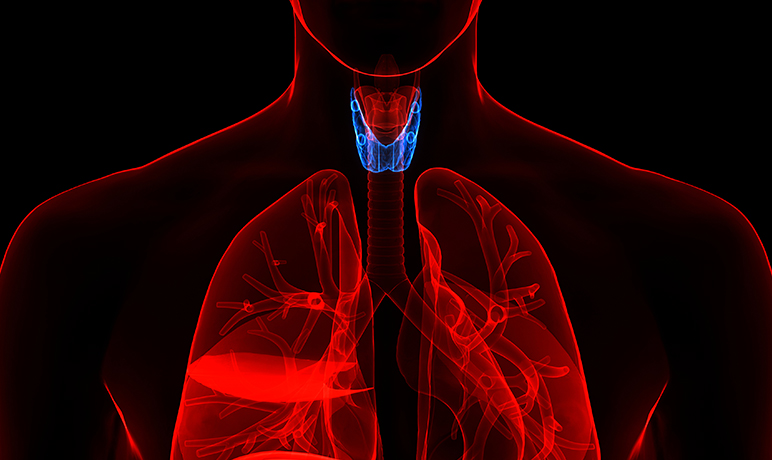 Thyroid Function