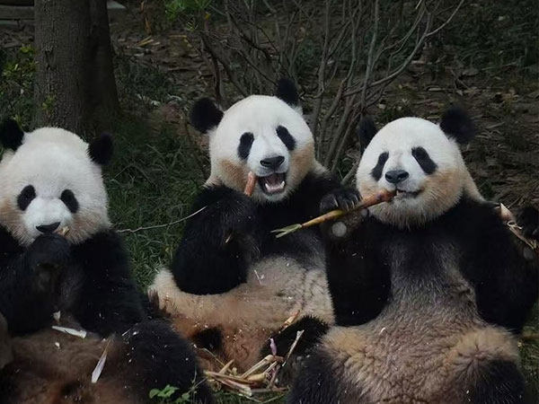 5 Days Chengdu In-depth Holiday from Malaysia