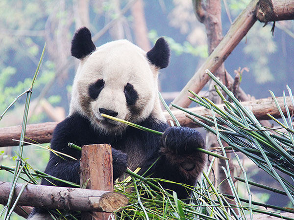 6 Days Chengdu to Lhasa EssenceTour