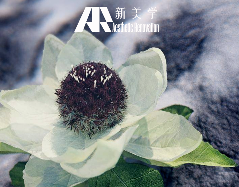 又一植物源PDRN被发现！