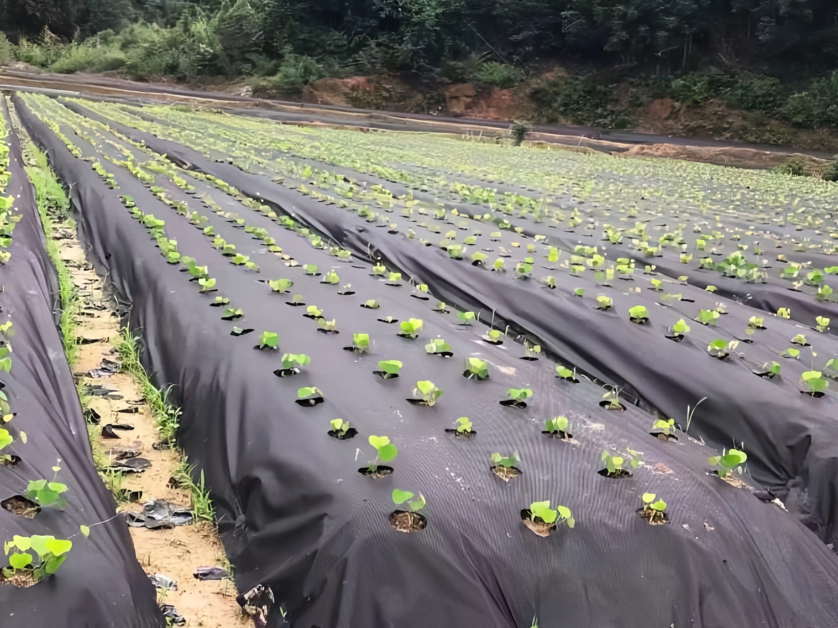 中药材种植怕污染？农夫一品防草布守护药效！
