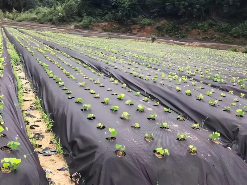 中药材种植怕污染？农夫一品防草布守护药效！